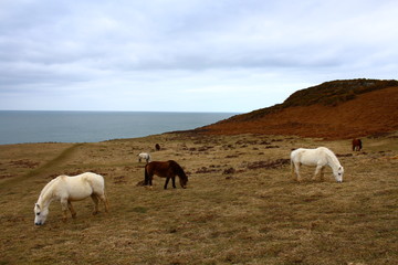 Wild Horses