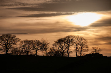 Fototapeta na wymiar Leafless trees on the skyline as the sun sets over the Cheshire countryside, UK