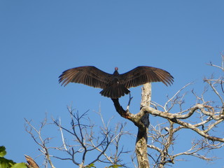Vogel