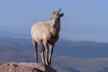 Colorado Rocky Mountain Bighorn Sheep