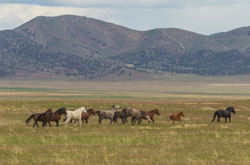 Wild Horses in Utah in Summer