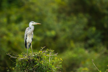 Grey Heron Nagarhole National Park Karnataka India