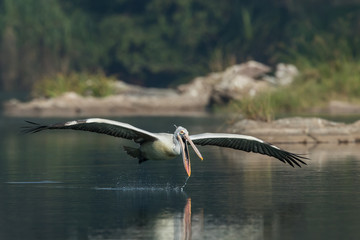 Spot Billed Pelican Dive Ranganathittu Bird Sanctuary Karnataka India
