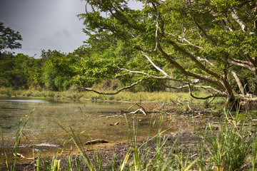 shore of the lake in the savannah