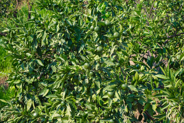 View of green mandarins garden. Farming background.