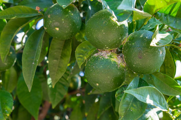 Disease mandarins grown in the garden. Citrus scab