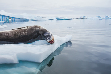 Naklejka premium lampart morski z otwartymi ustami spoczywający na górze lodowej na Antarktydzie