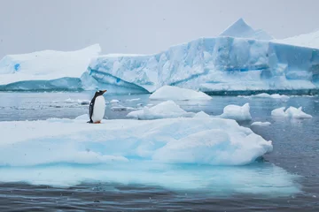 Abwaschbare Fototapete Pinguin Pinguin in der Antarktis, wild lebende Natur, wunderschöne Landschaft mit Eisbergen