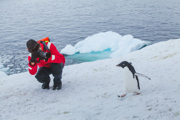 tourist wildlife photographer taking photo of bird adelie penguin in Antarctica