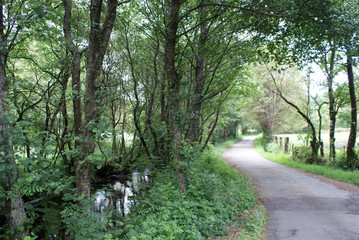 Fototapeta premium Camino y carretera junto al río atravesando bosques y prados en día nublado en aldea de Melide, La Coruña, Galicia. Ruta de senderismo y peregrinación del Camino de Santiago.