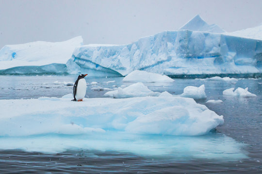 Fototapeta penguin in Antarctica,  wildlife nature, beautiful landscape with icebergs