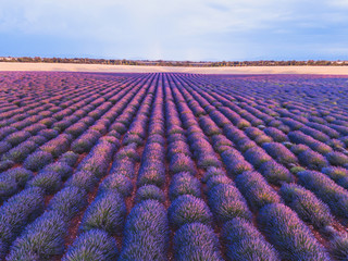 lavender field in Provence, France, beautiful landscape with purple flowers