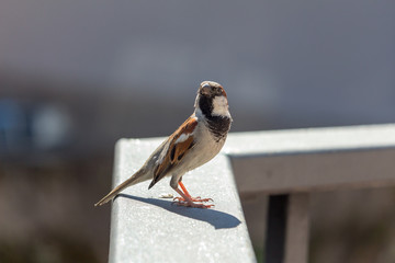Fototapeta premium Spatz 