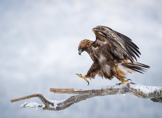 Golden eagle walking on pine branch