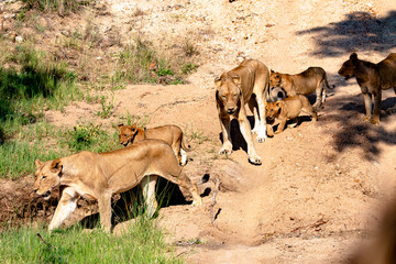Lioness and cubs