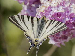 Iphiclides podalirius. Le flambé ou voilier, papillon aux grandes ailes de forme triangulaire...