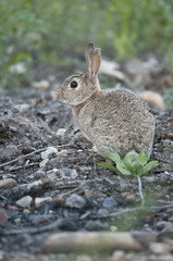 Rabbit portrait in the natural habitat, life in the meadow. European rabbit, Oryctolagus cuniculus
