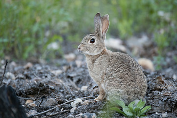 Rabbit portrait in the natural habitat, life in the meadow. European rabbit, Oryctolagus cuniculus
