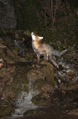 Fox, vulpes vulpes, in a waterfall with ice