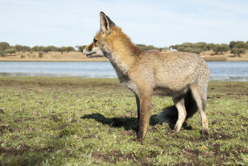 Fox, vulpes vulpes, Looking for food in the meadow, portrait