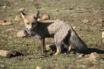 Fox, vulpes vulpes, Looking for food in the meadow, portrait