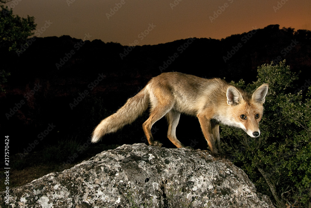 Wall mural fox, vulpes vulpes, portrait on top of a log with black background