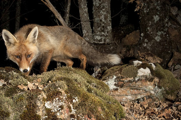 Fox, vulpes vulpes, portrait on top of a log with black background