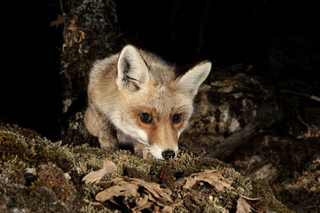 Fox, vulpes vulpes, portrait on top of a log with black background