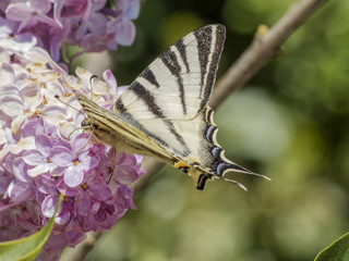 Iphiclides podalirius. Le flambé ou voilier, papillon aux grandes ailes de forme triangulaire flambées de blanc et noir à longue queue colorée
