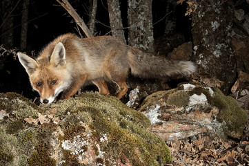 Fox, vulpes vulpes, portrait on top of a log with black background