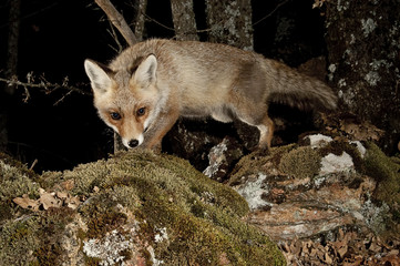 Fox, vulpes vulpes, portrait on top of a log with black background