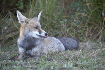 Naklejka na ściany i meble Fox, vulpes vulpes, Looking for food in the meadow, portrait
