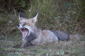 Naklejka na ściany i meble Fox, vulpes vulpes, Looking for food in the meadow, portrait