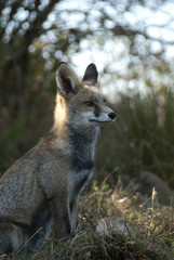 Fox, vulpes vulpes, Looking for food in the meadow, portrait
