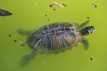 Tartaruga d' acqua