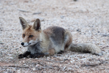 Fox, vulpes vulpes, portrait sitting resting