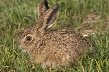 Little baby hare Lepus europaeus, lepus granatensis, portrait