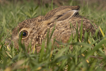 Little baby hare Lepus europaeus, lepus granatensis, portrait