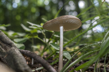 Lone mushroom in the forest on the way to Kozya stena hut. The mountain in the central Balkan astonishes with its beauty, fresh air and magnetism.