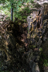 Trees with interesting shapes and formations on their stems and trunks on the way to Kozya stena hut. The mountain in the central Balkan astonishes with its beauty, fresh air and magnetism.