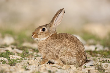 Rabbit portrait in the natural habitat, life in the meadow. European rabbit, Oryctolagus cuniculus