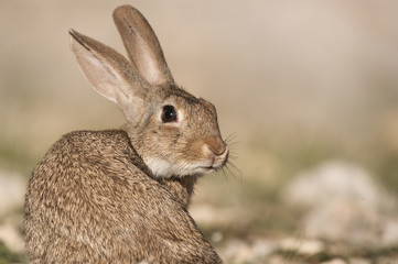 Rabbit portrait in the natural habitat, life in the meadow. European rabbit, Oryctolagus cuniculus