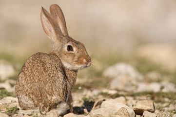 Rabbit portrait in the natural habitat, life in the meadow. European rabbit, Oryctolagus cuniculus