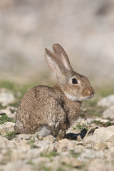Naklejka na ściany i meble Rabbit portrait in the natural habitat, life in the meadow. European rabbit, Oryctolagus cuniculus