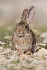 Rabbit portrait in the natural habitat, life in the meadow. European rabbit, Oryctolagus cuniculus © JAH