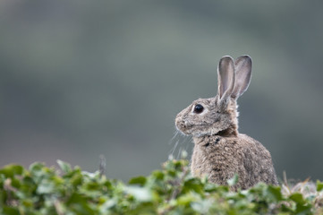 Rabbit portrait in the natural habitat, life in the meadow. European rabbit, Oryctolagus cuniculus