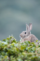 Rabbit portrait in the natural habitat, life in the meadow. European rabbit, Oryctolagus cuniculus