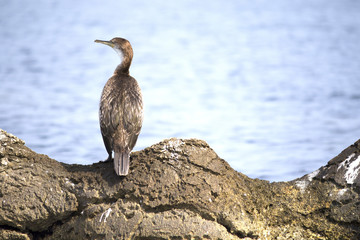 European shag or common shag (Phalacrocorax aristotelis) in Croatia 