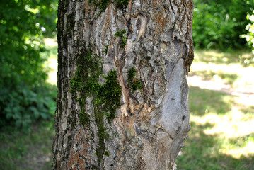 Obraz premium moss on a tree