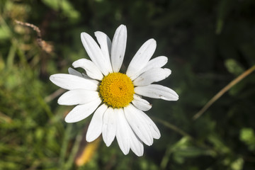 Mountain chamomile on the path to the Eho hut in Troyan Balkan. Stara Planina is a beautiful, incredible and magnetic with its views, nature and fresh air.